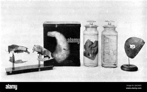 Institute of Pavtology 2025